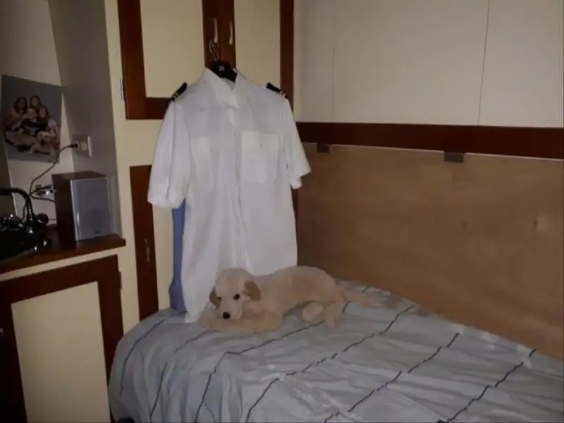 Devriye botu satılık