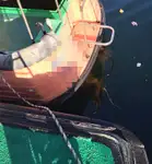 Pilot teknesi satılık