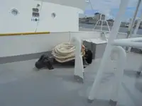 Devriye botu satılık
