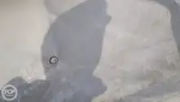 Konteyner gemisi satılık
