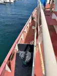 Çekme teknesi satılık