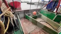 Canlı balık taşıma gemisi satılık