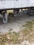 Dalgıç destek gemisi satılık