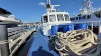 Devriye botu satılık