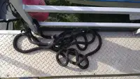 Konteyner gemisi satılık