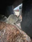 Çekme teknesi satılık
